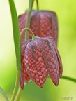 Schachblume (Fritillaria meleagris)